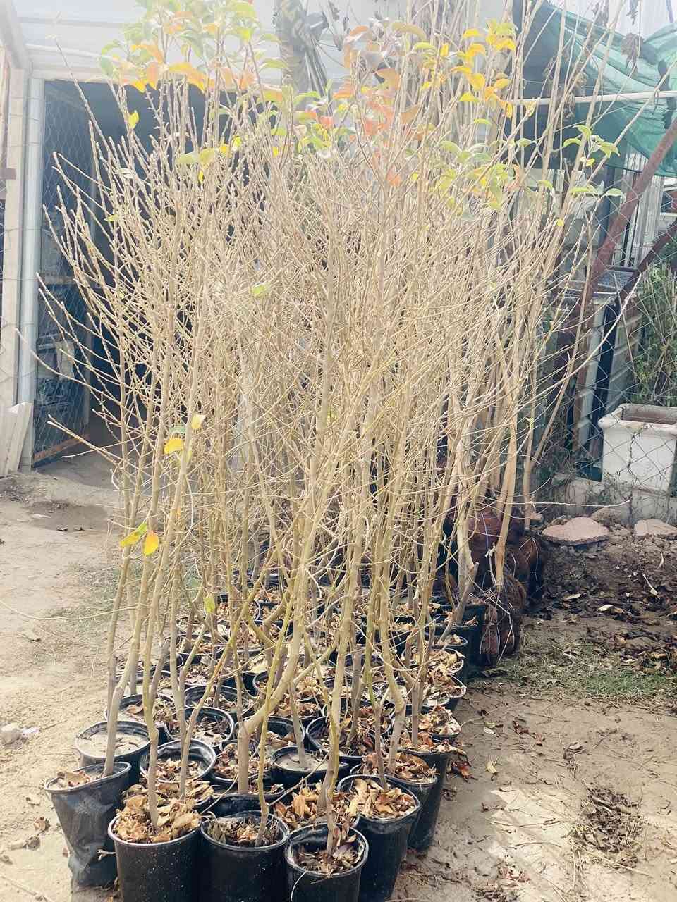 وصول جميع أنواع الأشجار النفظيه وبأحجام كبيره 
وباسعار مناسبه 
تكي كندي 
مشمش 
الو 
🍑 خوخ 
تكي هندي 
مشتل شهيد العتبي
العنوان واسط العزيزيه قرب معمل السوس 
الاستفسار مراسله الصفحه او الاتصال ***********
