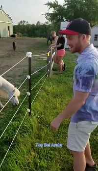 تم توفير الراعي الكهربائي او السياج الكهربائي للمساعد والراحة التامة ف...