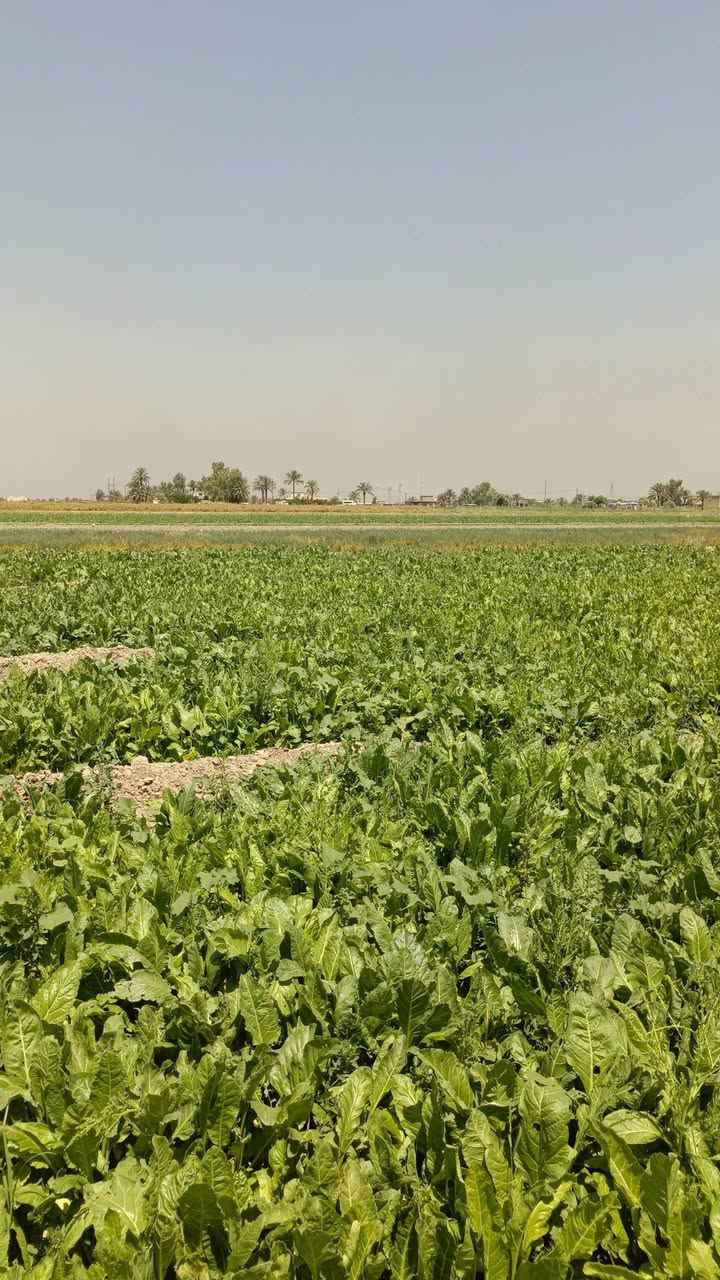 سلام اعليكم دوانم للبيع طابو سند 25 بغداد _ اليوسفيه مخدومه للاستفسار ***********  ( الارض باسمنه يعني مو دلال مباشر من المالك)
