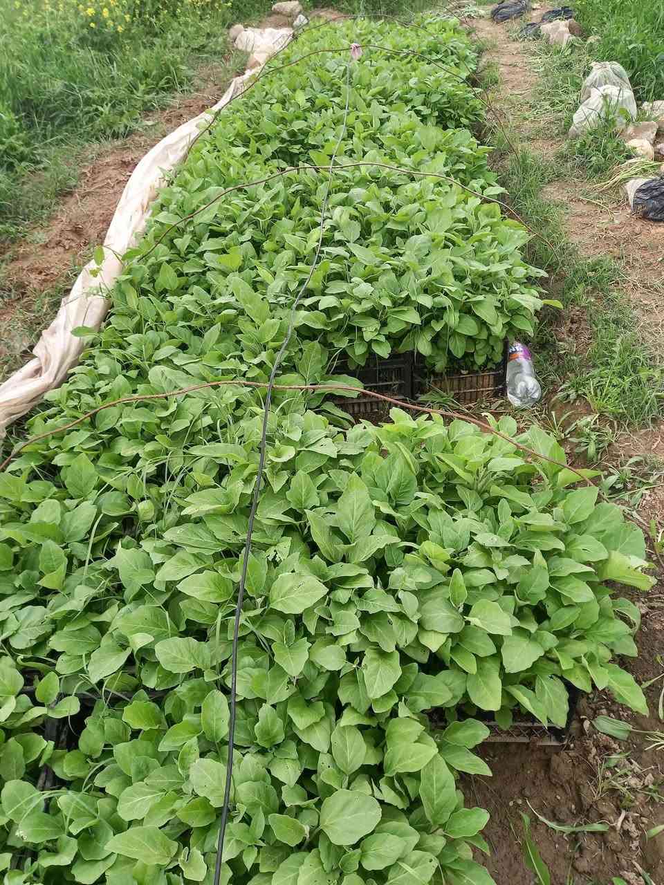 يوجد لدينا دايه باذنجان سوري وفلفل بارد وفلفل حار وأيضا بزر باميه بترا وبزر باذنجان سوري


**إذا كنت صاحب هذا الإعلان وتريد حذفه لأي سبب، رجاءا أرسل رسالة إلى الدعم الفني**