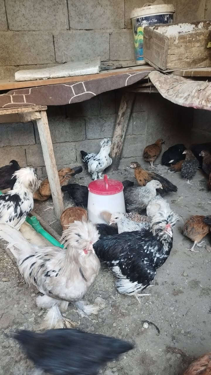 للبيع الزوج ٢٥الف
عنوان بغداد حي الجهاد الديوان 
***********
