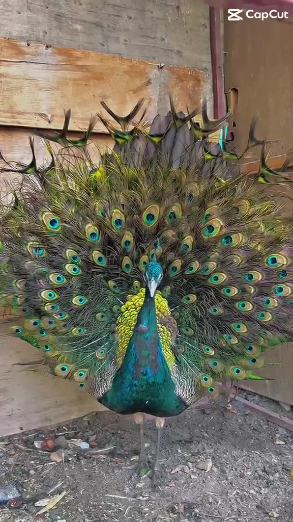 طاووس 🦚 للبيع هندي العمر 3سنوات ***********
