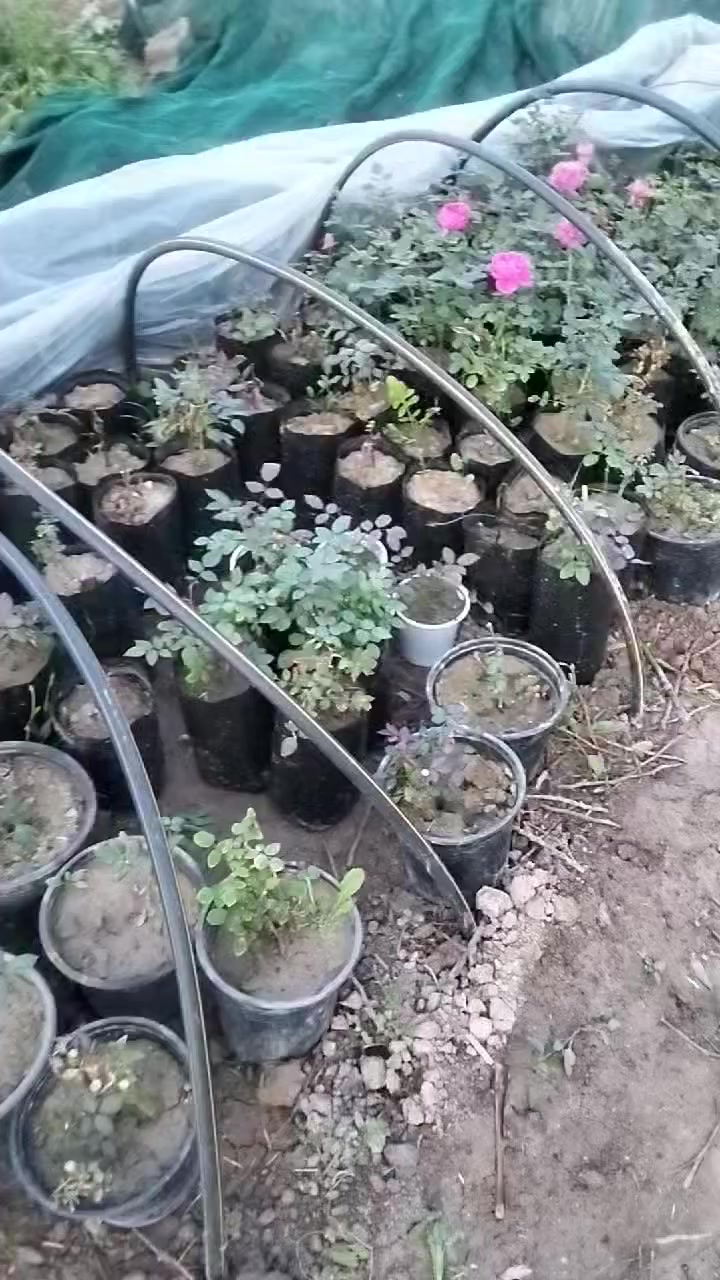 ورد عراقي الشتله 2000 دينار ***********
