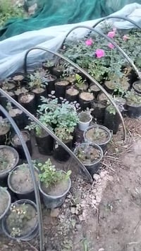 ورد عراقي الشتله 2000 دينار 07717205974