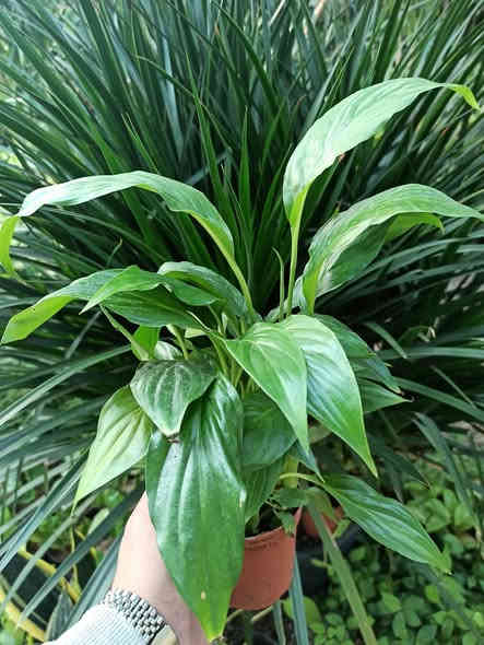 خلي نبتتك توصلك للباب بدون عناء 🌿🚚
بابونج ستور 🌼 يوفر لكم أجمل نباتات الضلية والخارجية وبأسعار مناسبة وجودة مضمونة ✨
اختار نبتتك واترك الباقي علينا… التوصيل متوفر لكل أحياء الموصل والمحافظات.

للطلب والاستفسار: ***********
بابونج… نبتة تغيّر مزاجك وتضيف روح لبيتك 💚🌼
