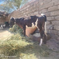 حوليه • للبيع • غنم • صلاح الدين • بيجي • حولية زراعية • نعجة • حيوانا...