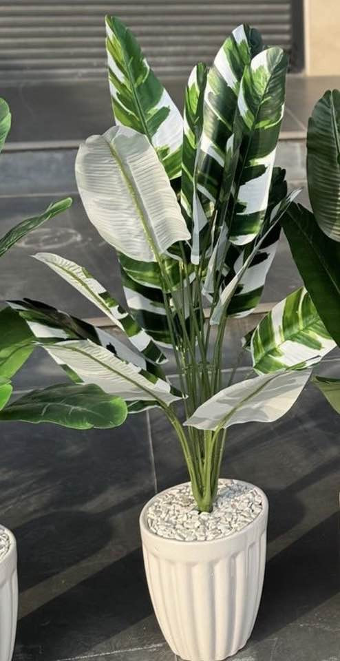 اشجار صناعيه يتوفر خدمه توصيل 🚚


**إذا كنت صاحب هذا الإعلان وتريد حذفه لأي سبب، رجاءا أرسل رسالة إلى الدعم الفني**