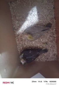 افراخ كوكتيل • طيور • للبيع