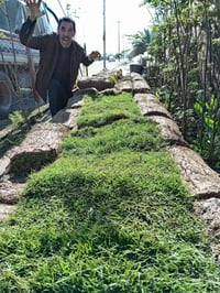 #ياعلي بفضل الله تم وصول وجبه من الثيل الهندي فول الفول سعر المتر المر...