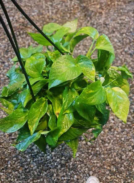 السلام وعليكم نباتات ضلية نظافه فول كلهن داخل منزل الاسعار جوه كل صوره عنوان المشتل ديالى الخالص الغربية قرب مدرسة مصطفى جواد مجاور اسواق الحداد يوجد توصيل ***********
