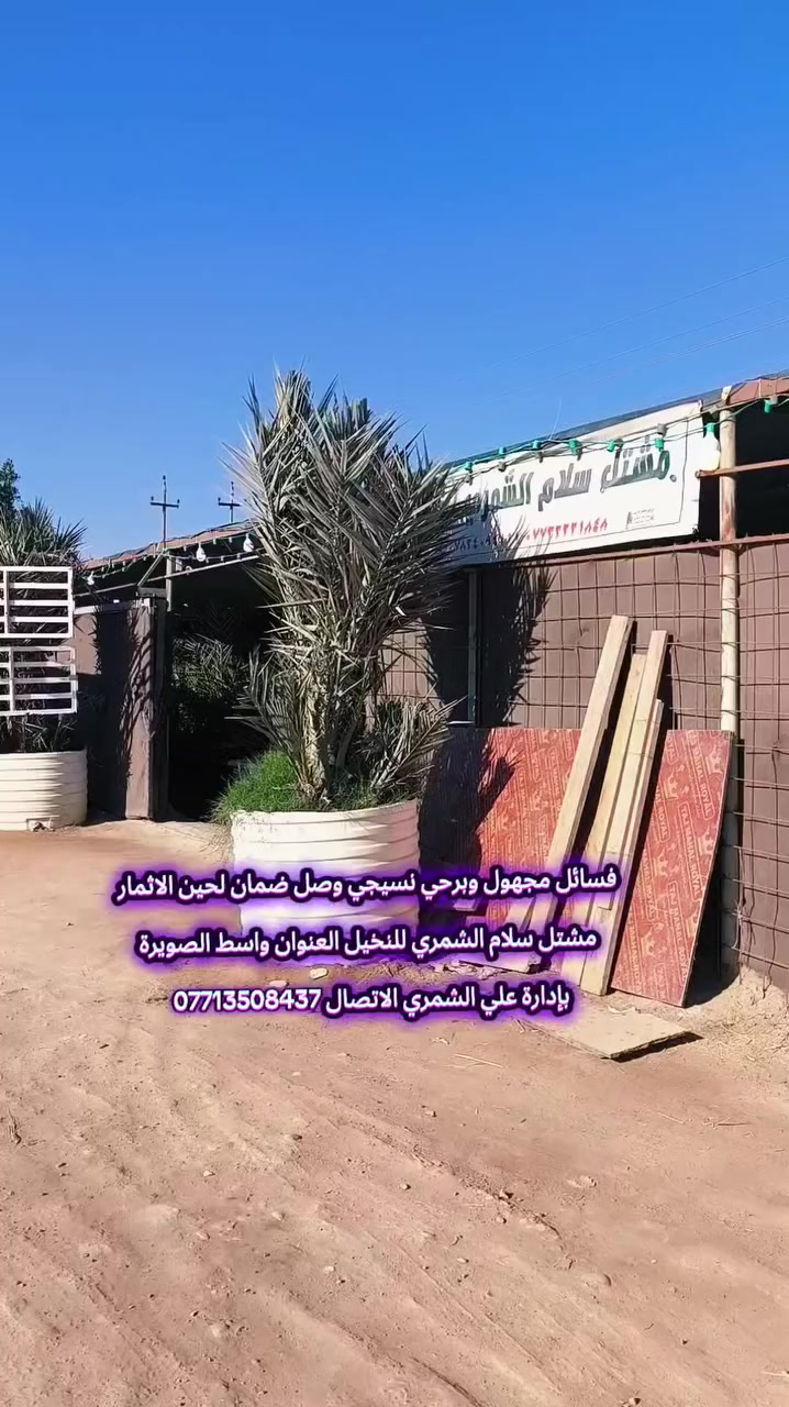السلام عليكم متابعة للصفحه فضلا منكم لدعم زراعة النخيل تم تجهيز احد الاخوه من محافظة بابل ب فسائل مجهول وبرحي نسيجي من مختبرات رصينة وذات جودة عالية ومطابقة الصنف %100 بصمة وراثية بالإضافة الا ذالك يتم تزويدك بوصل ضمان لحين الاثمار خلف النوع🏝️ اتحمل كافة المسؤوليه مشتل سلام  الشمري للنخيل   عنواني واسط الصويرة   ؟/ملاحظة )أيضا يتوفر فسائل  برحي مجذر تحت الام وقلع مجهول ومكتوم احجام خشنه الي راغب بالشراء الاتصال ***********
