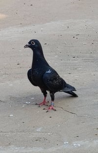 زواجل مخاليف • محجلات • تلعفر