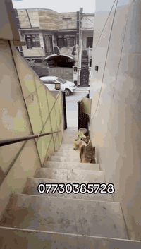 🏠 مشتمل للإيجار – طابق أول
📍 المنصور – حي المتنبي

👨‍👩‍👧 مناسب للعوائل حصراً

✨ المواصفات:
 • مدخلين مستقلّين
 • صالة + مطبخ
 • استقبال للضيوف
 • غرفتين نوم
 • منوّر تهوية
 • بالكون

💰 الإيجار الشهري: ١٠ ورقات
0773 038 5728
