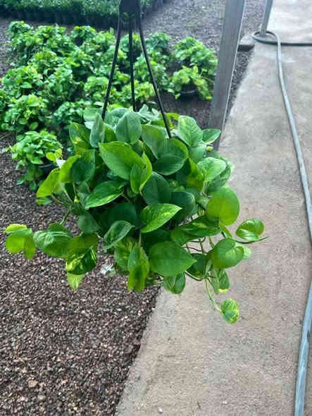 _ تحية طيبة متابعينا الكرام

-  مجموعة من صور النباتات الظليه المتوفره داخل مشتل الأميال
متوفر(  جملة ومفرد) 
 - 
_ للاستفسار *********** 

#اعلاف _أسماك 

#مشتل _الأميال

ميسان _مغربه _مقابيل حي المعلمين الجديد_قرب شرطه k9 🚓🐕‍🦺

أهلا وسهلا بكم في مشتل الأميال 🛖⛲
