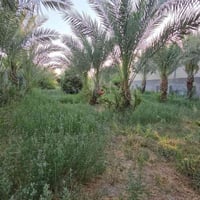 دونم واحد • نخيل حمال • كربلاء الزبيلية