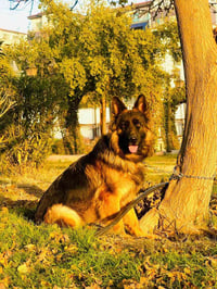 انثى جيرمن عمر سنه طلبه هل ايام سلوب ذيل للكاع وجه قافل الوان نحاسيه ح...