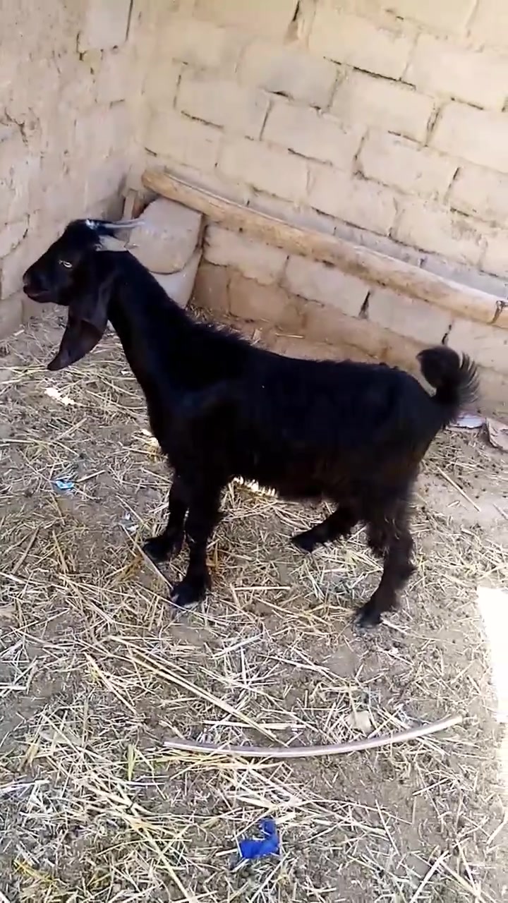 سعره 160 الف 
صخل ذكر يكفز وسمين مكان الشطره ***********
