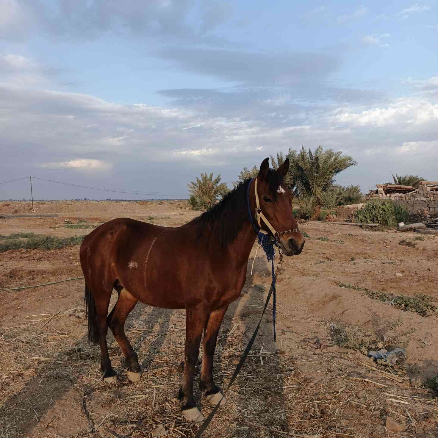 فرس مع مهره البيع سعر مليون ٩٠٠ بيه مجال  عنوان الديوانيه *********** تواصل عل واتساب مكلف بل نشر
