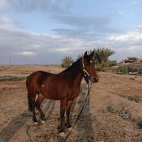 فرس ومهره • الديوانيه