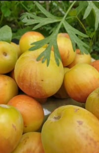 تطعيم سدرة • موعد • سعر مناسب