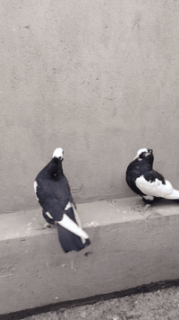 متاح زبيريات كوبيات هسه عازلهن ب30 وبيهن مجال للطيبين 07722241247 واتس...