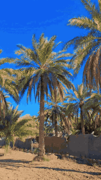 *********** فارس الشمري  ✅️
