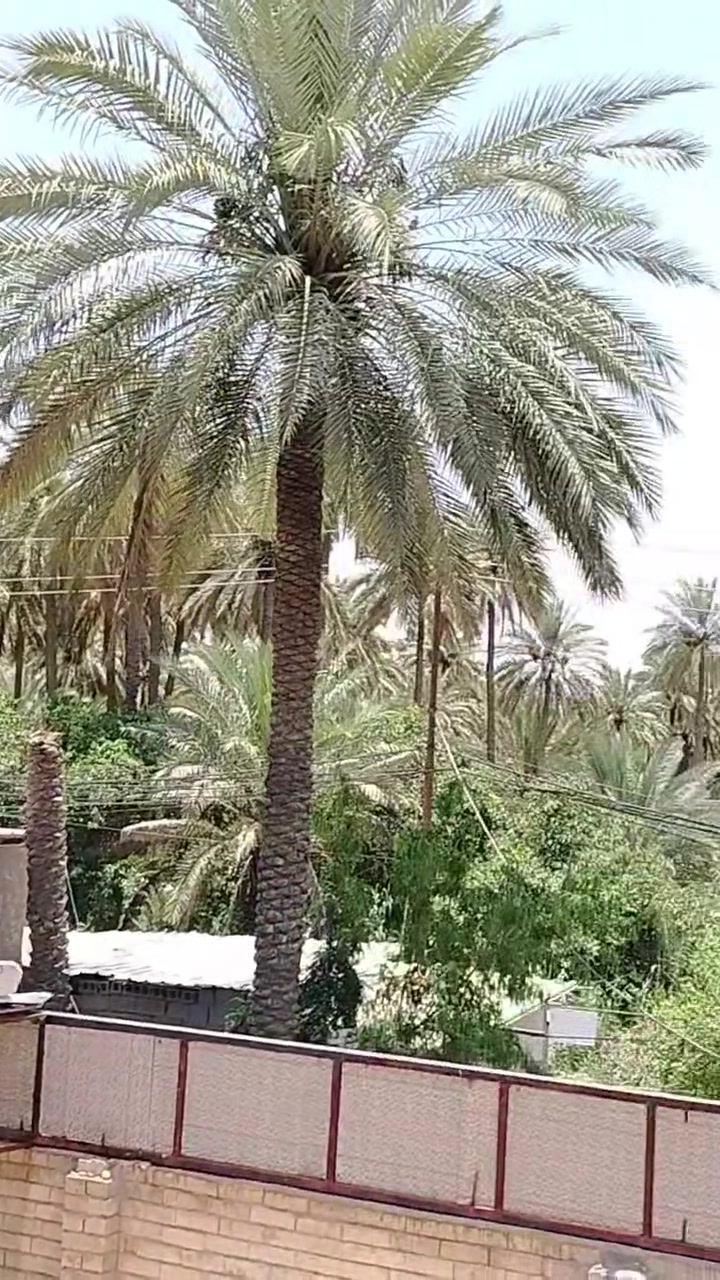 نمور الرابعه كربلاء المقدسه 
عرض يفوتك منضومه النمور (جهاز+اريل +واير +اشتراك شهر +تنصيب) وب55الف فقط 
***********
***********
