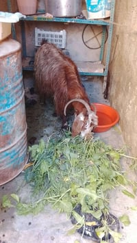 عنز ١٠ • هيت ناحية المحمدي • تواصل خاص