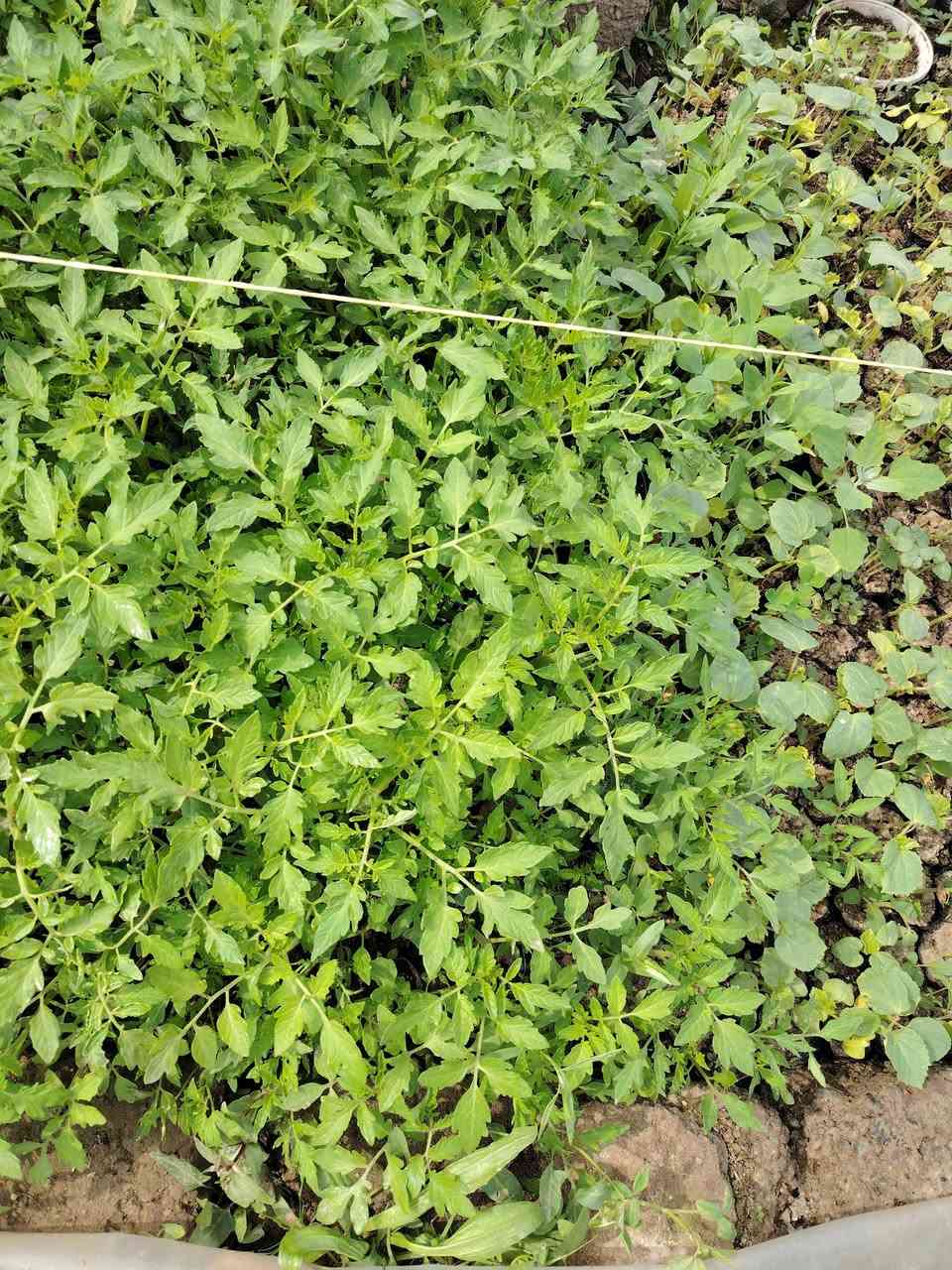 يوجد شتل للبيع ( طماطه + بيذنجان أسود واخضر + وباميه + وفليفله حاره وبارده) *********** + *********** السعر قرص 100 دينار (( قرية باشتطماز الجديدة ))

