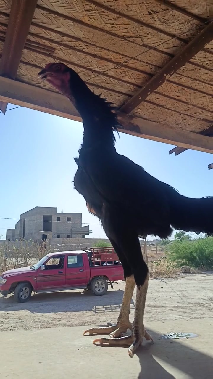 مخلف هزاز كوبرا خشن فول هزاز تكريت صلاح الدين ***********8التفاصيل أول تعليق
