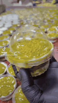 كيك فرنسي مع مكس حلويات اوربيه مع البستاشو والفستق الحلبي طعم من الخيا...