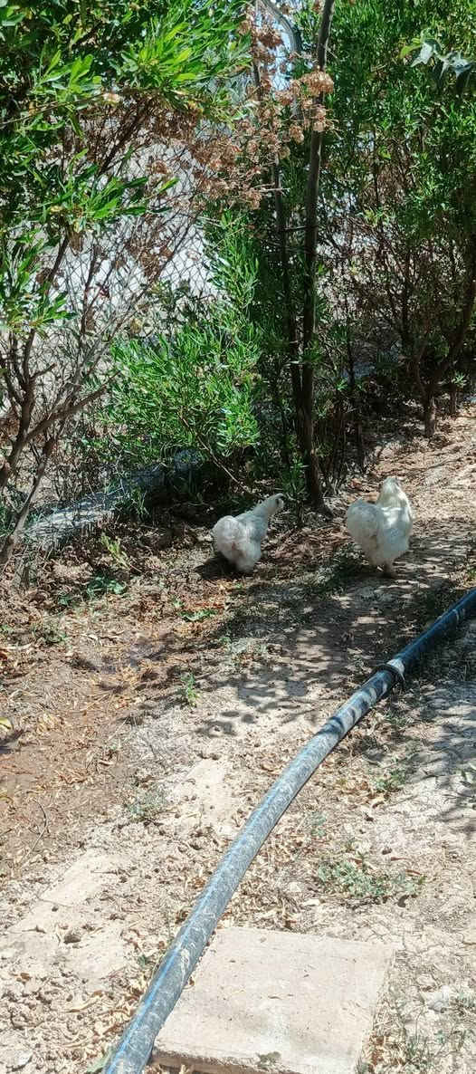 سيت دجاج قطبي للبيع واحد كرك ويه بيض وثاني بياض اي استفسار اتصل ***********
