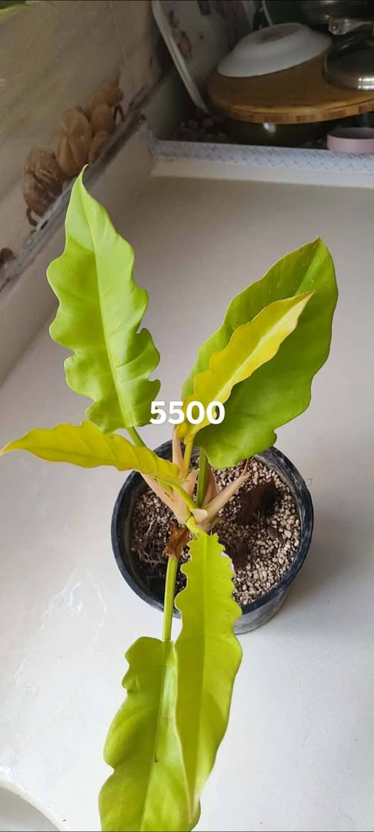 سلاو.....

ئەم گولانە بۆفرۆشتن خورمال  نرخ لەسەر نوسراوە

گەیاندن هەیە بۆهەلەبجەی شهید.

تۆش هەر کالایەکت هەیە بنیرە بۆت دەفرۆشم


**إذا كنت صاحب هذا الإعلان وتريد حذفه لأي سبب، رجاءا أرسل رسالة إلى الدعم الفني**