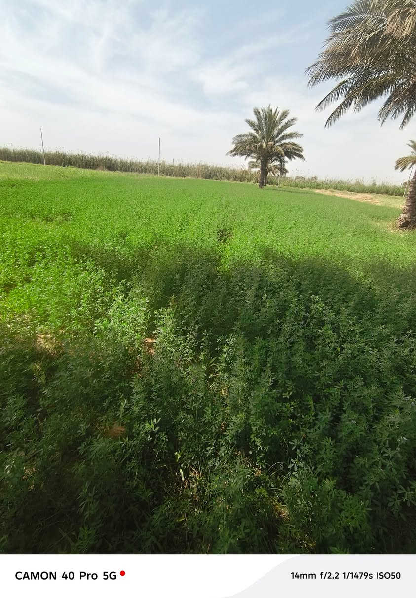 سلام عليكم لبيع كاع ١٠ دوانم بقداد ناحيت الوحده قرب بسمايه عقد زراعي أمي سقي تبليط كهربا ***********
