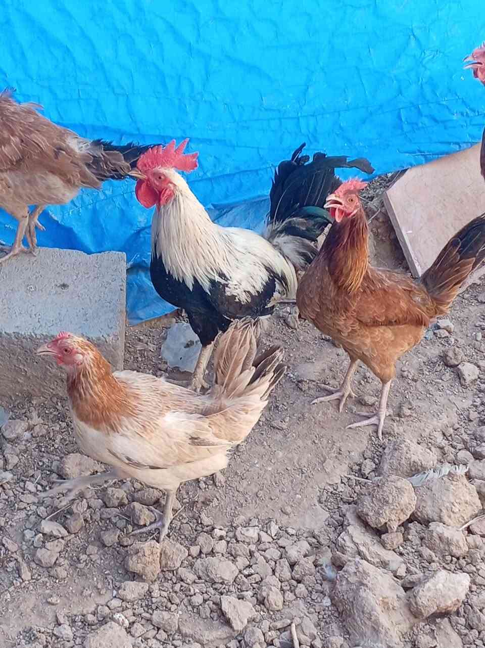متاح دجاج كويتي


**إذا كنت صاحب هذا الإعلان وتريد حذفه لأي سبب، رجاءا أرسل رسالة إلى الدعم الفني**