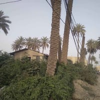 يعلن مكتب ملاك السعدي للعقاري عن موقع تجاري ٨٠ متر ركن ١٥٠ متر عن الشا...