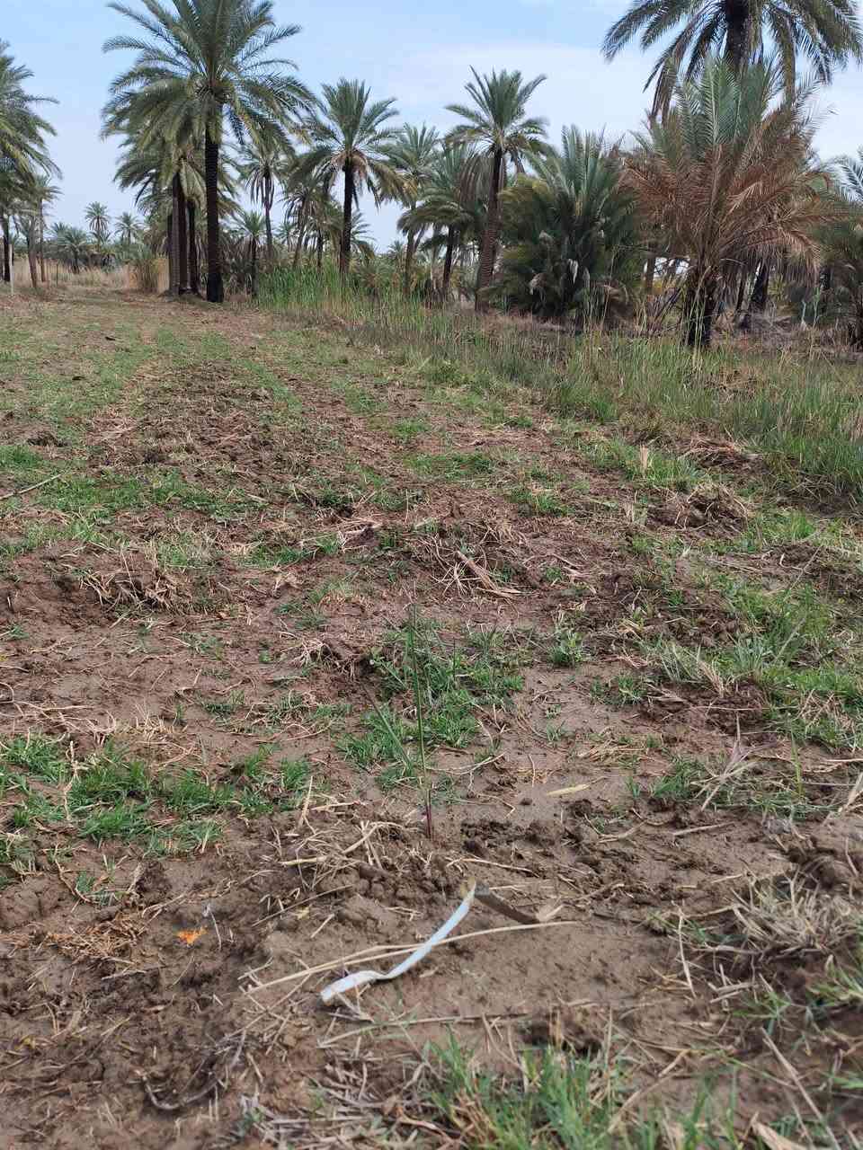 سلام عليكم قطعه ارض البيع مساحه 1800 متر طابو زراعي سند 25 تحويل مباشر بسم مشتري  موقع جيد كافة خدمات موجوده قريبه علا الشارع العام مكانه طريق حله قاسم بين دبله والعلويه شريفه بصف معمل النهرين واجهة 12 متر شراي يتصل ***********
