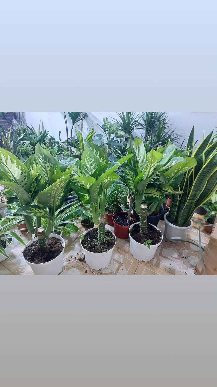 نباتات طبيعية للبيع هولنديه يوجد توصيل جميع محافظات


**إذا كنت صاحب هذا الإعلان وتريد حذفه لأي سبب، رجاءا أرسل رسالة إلى الدعم الفني**