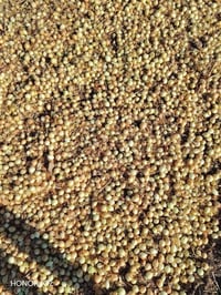فسقة • بذور هجينة • طن ونص