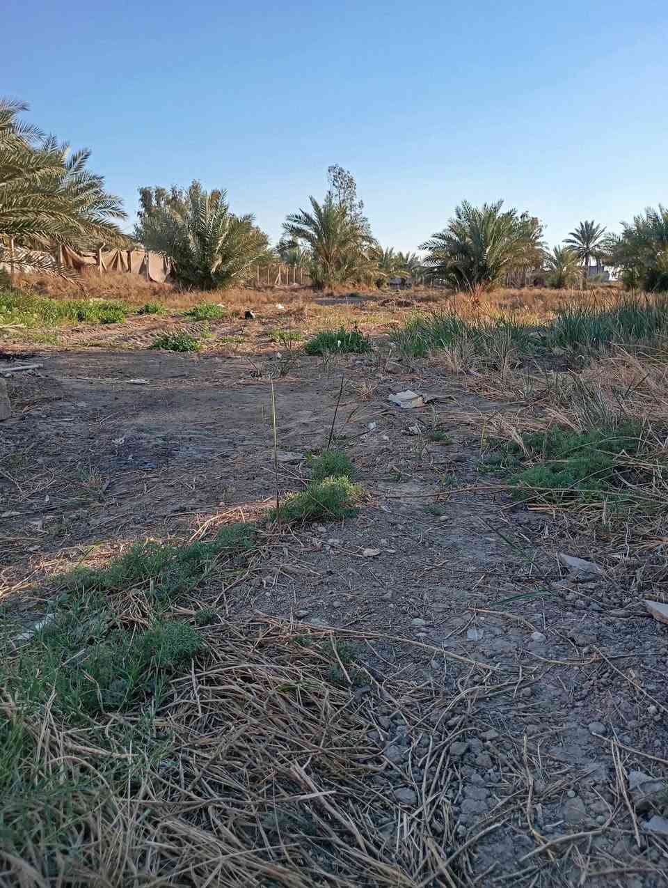 السلام عليكم قطعه ارض زراعيه للبيع دونم ونص العنوان بابل أبو غرق شارع العلويه شريفه  شارع الرسول ***********
