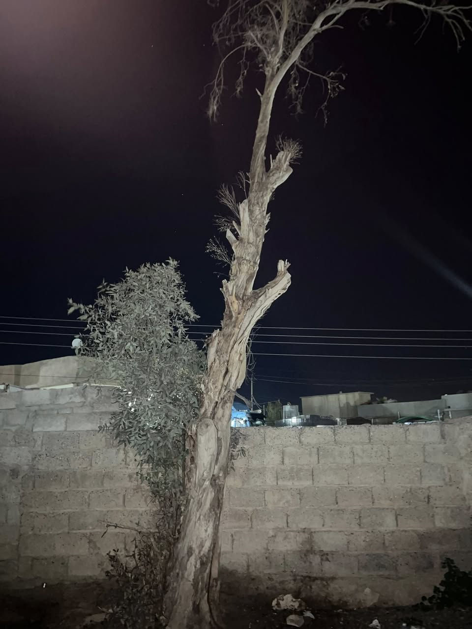 السلام عليكم سجره ونص للبيع المكان قريه السفينه تعال جيب العده وكصكصهم وحنه نعاونك ***********
