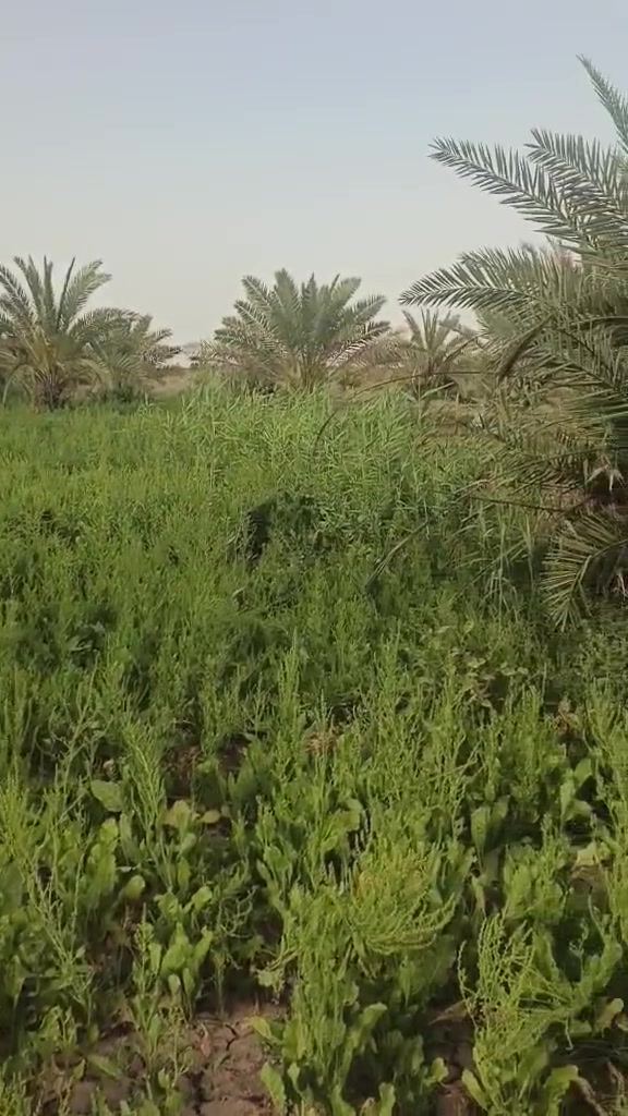 بستان 4 دونم للبيع زراعي المكان ازديناويه منطقة اصبحه يعبد عن الشارع العام كيلو متر الشراي ينتصل على الرقم ***********
