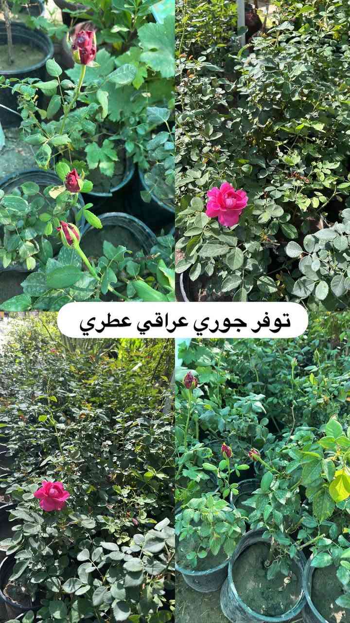 اللهم صلي وسلم على سيدنا محمد وعلى اله وصحبة وسلم تسليما.
توفر في مشتل ابو علي الفراجي أنواع الورود المختلفه 🤍

العنوان : بغداد /سلمان باك / قرب جامع سعد /شارع الحدادين 🤍

سوينا لكم بيج على برنامج الإنستقرام لكي نجاوب على اسئلتكم المتنوعه 

اسم البيج : بيج مشتل ابو علي الفراجي 

يوزر البيج: l0.33.m

رابط البيج:https://www.instagram.com/l0.33.m?igsh=bGZmMGw4bTN2ODZw

مشتل ابو علي الفراجي يرحب بالجميع 🤍


**إذا كنت صاحب هذا الإعلان وتريد حذفه لأي سبب، رجاءا أرسل رسالة إلى الدعم الفني**