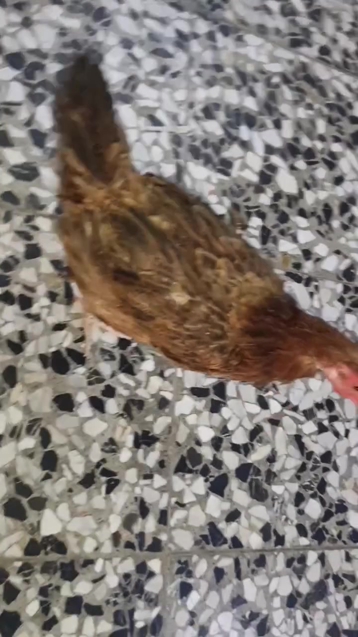 دجاج عرب بياض وكرك 
 متوفر حالياً 3 دجاج عرب بياض (صحة ونظافة توب)، ملقح وكامل وجاهز للإنتاج. مع افراخ عمر شهر هدية وياهن
​🌟 النوع: دجاج عرب بياض أصلي.
​🩺 الصحة: دجاج نشط، معتنى بيه بأفضل أنواع العلف واللقاحات الدورية.
​💰 السعر: 30 ألف دينار فقط للدجاجة وبيها مجال للشراي
مكاني بغداد


**إذا كنت صاحب هذا الإعلان وتريد حذفه لأي سبب، رجاءا أرسل رسالة إلى الدعم الفني**