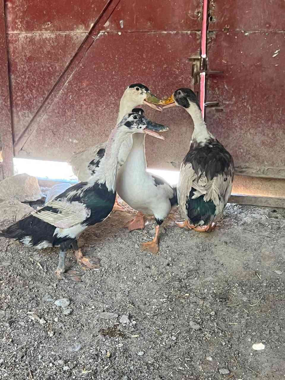 متاح بط عراقي خشن مال جنيه 3 اناثي وفحل بياضات شراي يراسلني خاص مكاني حديثه حي الثمانيه رقم الهاتف 

***********
