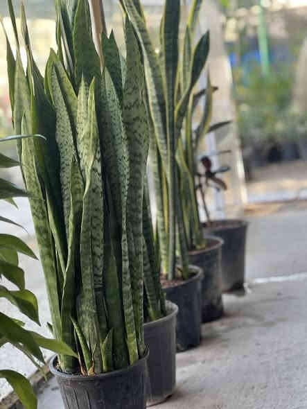 متوفر. نباتات ضليه داخل البيت 
مقرنص مال حدائق موجود حصو هم موجود العنون شارع المستشفى مشتل اجبله توصيل موجود داخل جبله ***********
