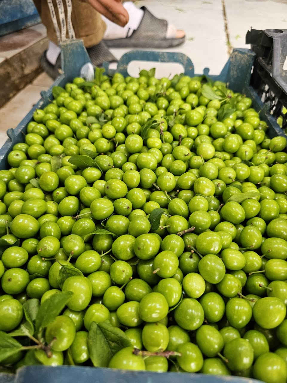 لكثرة الطلب تم تكرار الوجبه 
مشمش أخضر 
كوجه الديره حامضه 
متوفر في بقالة الربيع 
تكريت القادسية شارع البلاج قرب الصيدليه العالميه 
يتوفر توصيل 
***********
