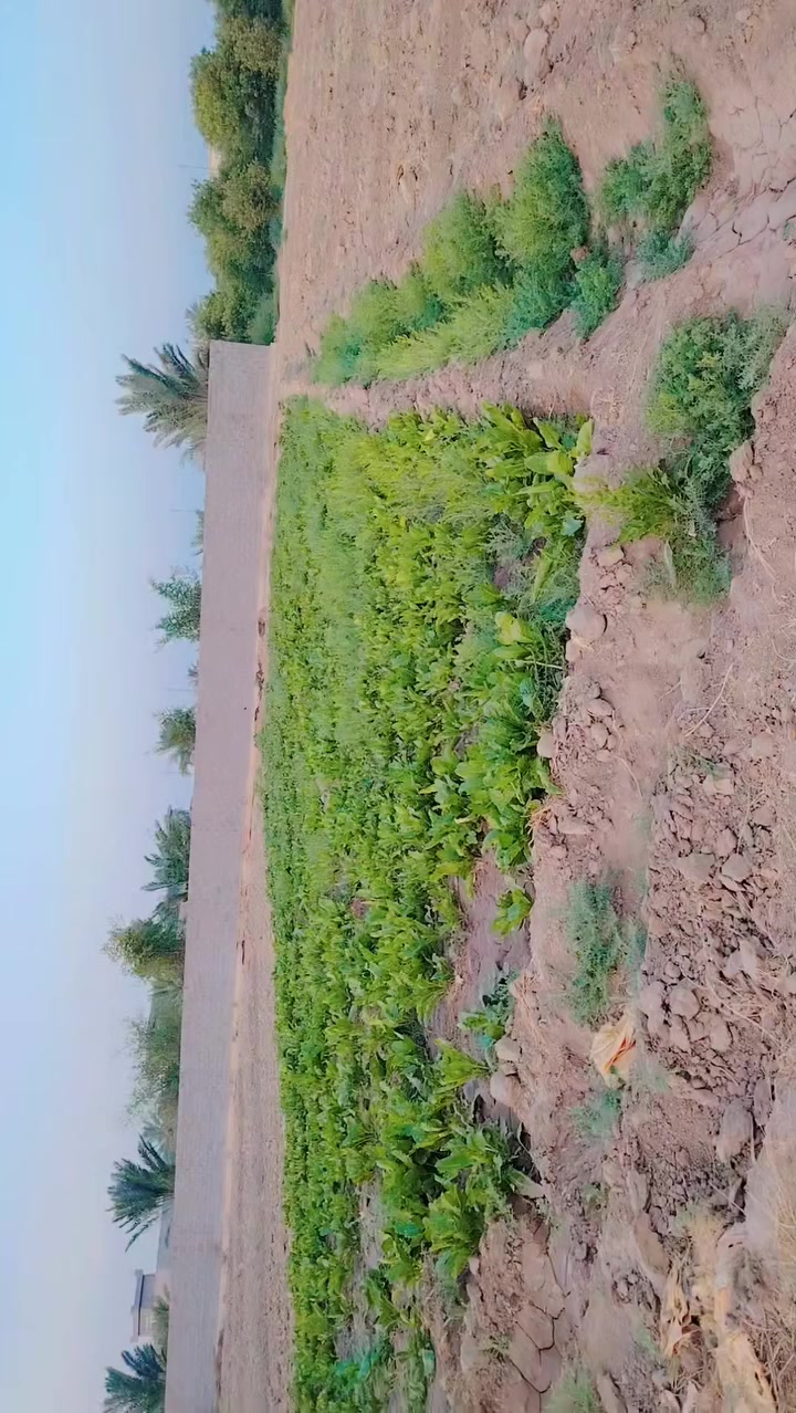 بيت للبيع مع ارض زراعية 2 دونم /الصقلاوية ابو سديرة الاولى للاستفسار الاتصال ***********
