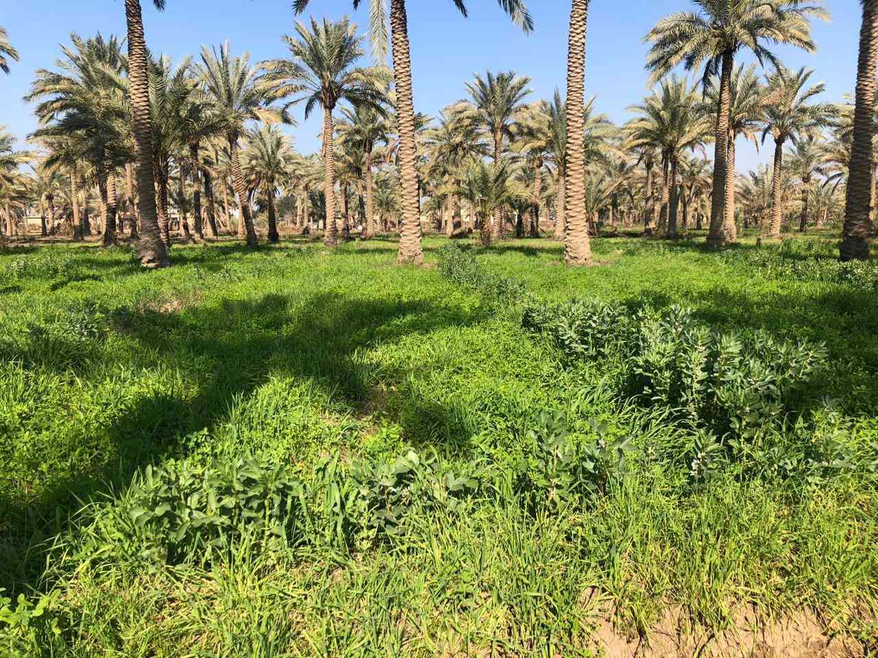 بستان ملك زراعي صرف  معروضة للبيع ( بستان العبيدي )  في منطقة ابو غريب  رقم القطعة ٨/ ١٧ مقاطعه ١٢ الفخرية   قرب  جامع حميد شعبان  الزوينات المساحة ( ٢٠ دونم )  الري من نهر ابو غريب و لها  نهرين موصولة بها ، فيها دار للسكن و مرافق خدمية اخرى  ، فيها حوالي ٤٠٠ نخلة حماله ، الابعاد الهندسية  مستطيلة الشكل تقريبا ( الواجهة  و المدخل ٤٩٧ متر  جنوب ، الخلف  ٤٥٢ متر   شمال ، العرض  شرق ٧٤ متر ، الغرب ١٤٢ متر  ) مسيجة ( بي ار سي كلها بالكامل  ) المالك شخص واحد موجود / ابو فيصل ، هاتف *********** هواتف الفلاح المقيم في البستان لغرض زيارة البستان السيد ياسر الزوبعي ابو احمد : *********** و رقم اخر ***********
