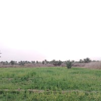 بابل الورديه خارج • شعير • ضمانة